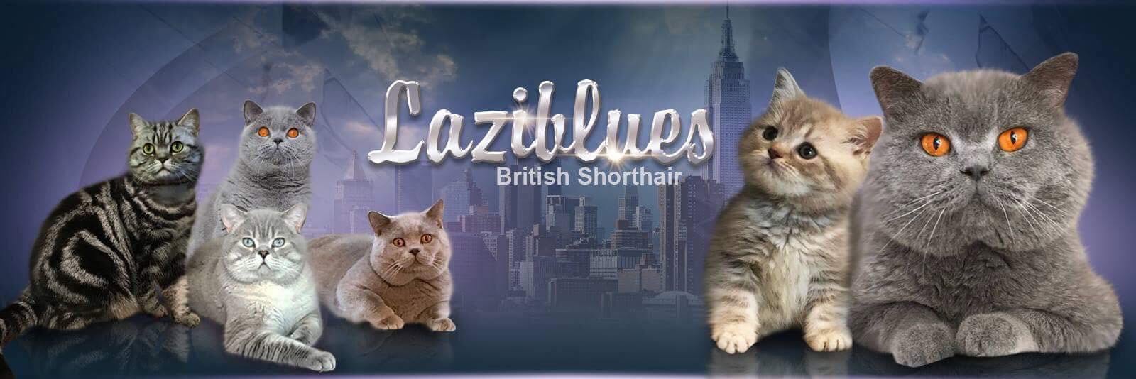Laziblues British Shorthair cattery — blue, lilac, tabby and golden British Shorthair cats and kittens before a New York skyline